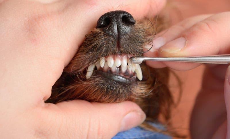 Odontología veterinaria en Narón