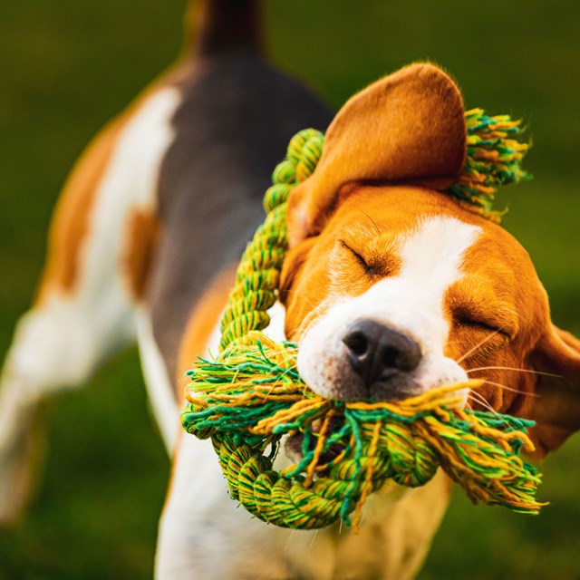 Encuentra aquí todo lo que necesita tu mascota