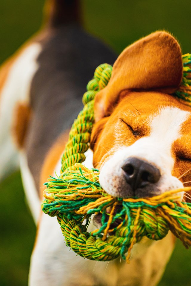 Encuentra aquí todo lo que necesita tu mascota