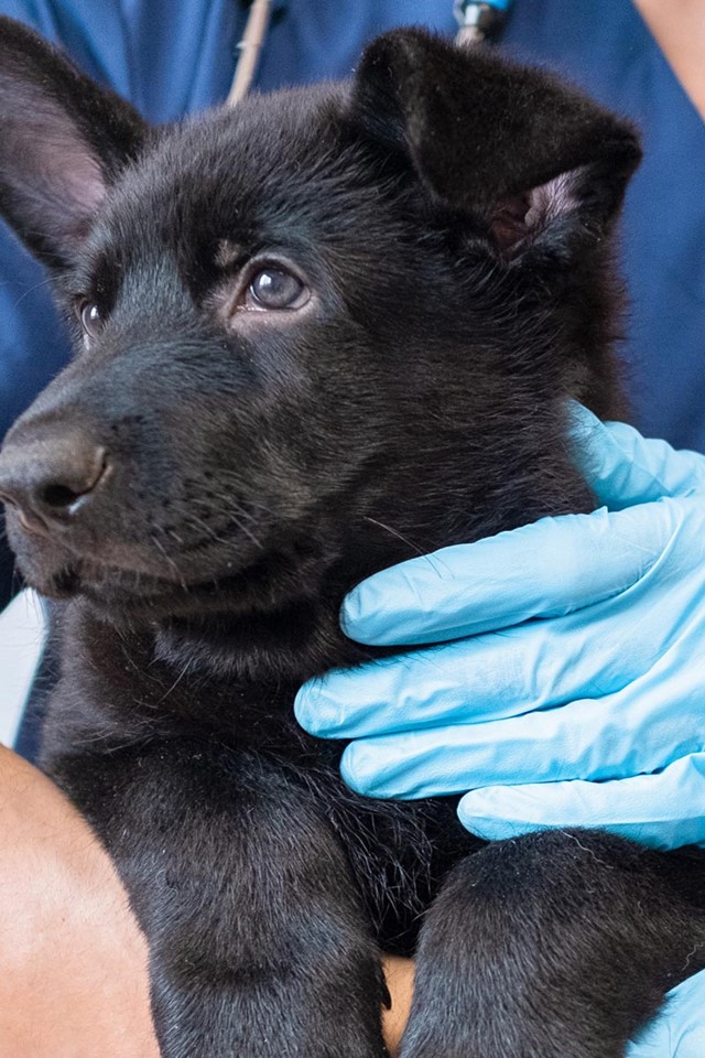 Clínica veterinaria en Narón