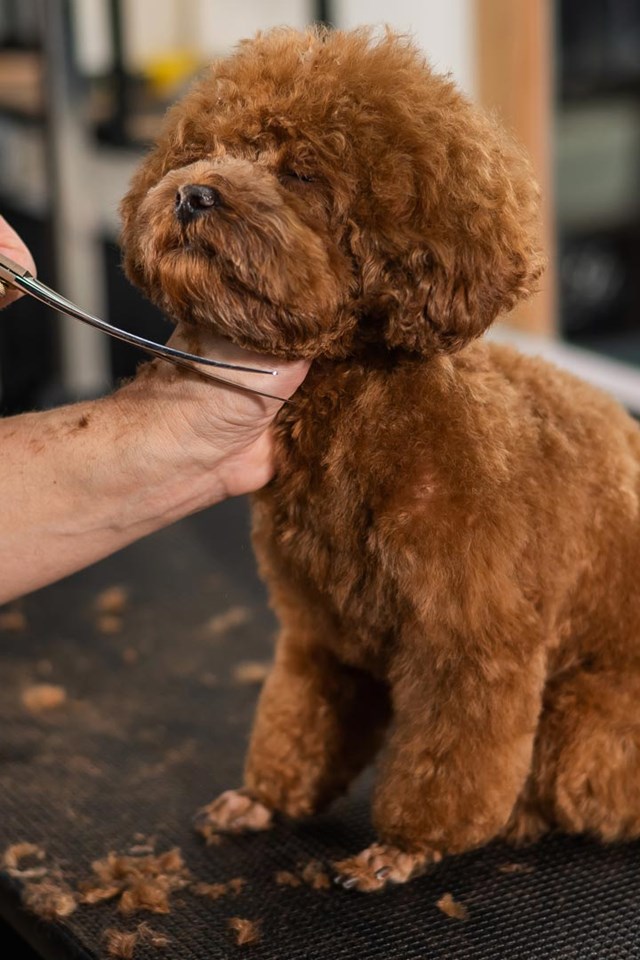 Especialistas en peluquería canina y felina