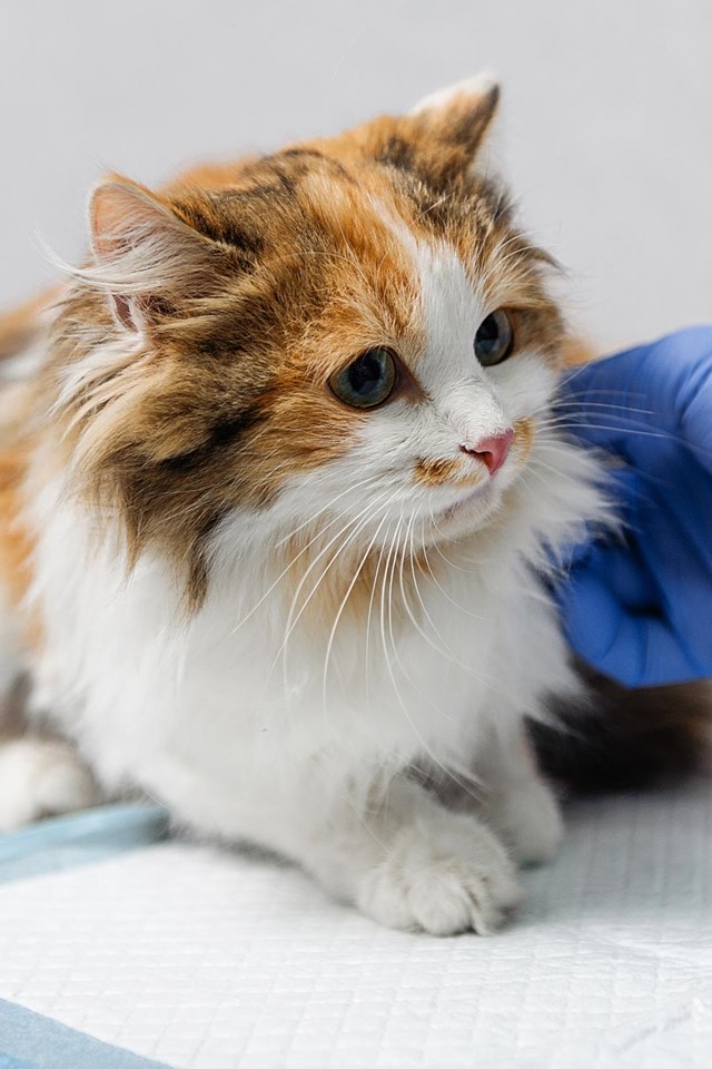 Tratamientos de cirugía veterinaria en Narón