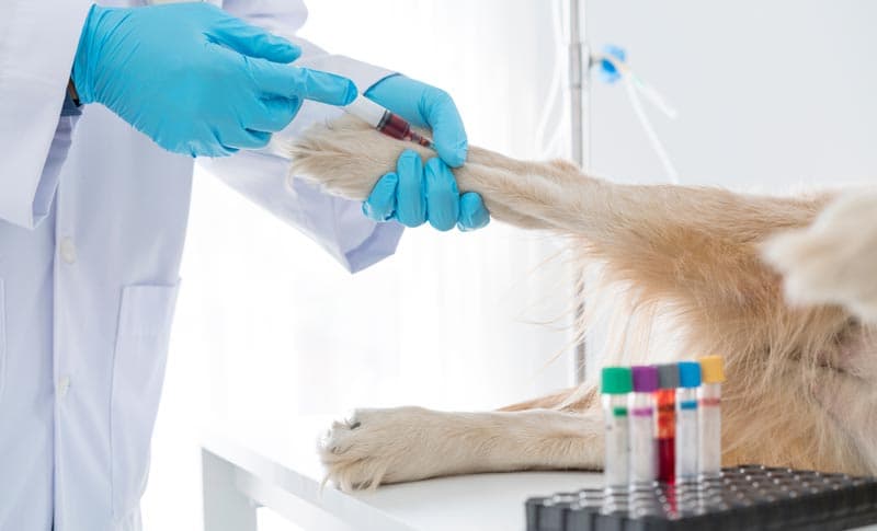 Análisis clínicos veterinarios en Narón