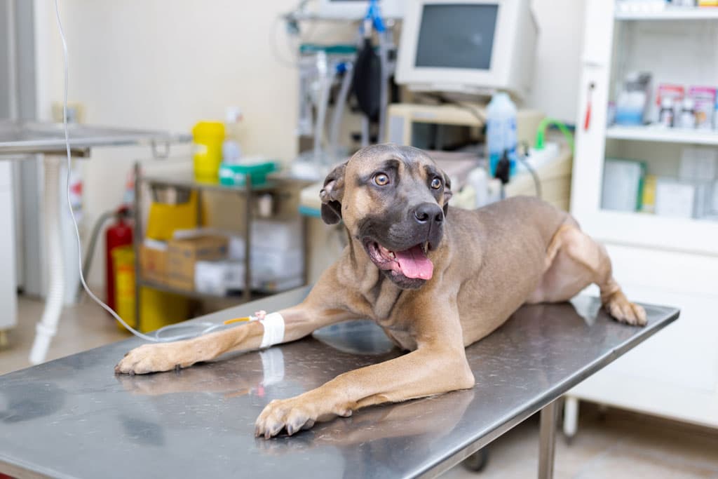 Centro veterinario en Narón