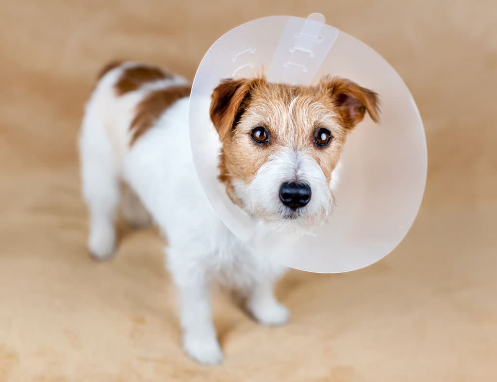 Cirugía para mascotas en Narón