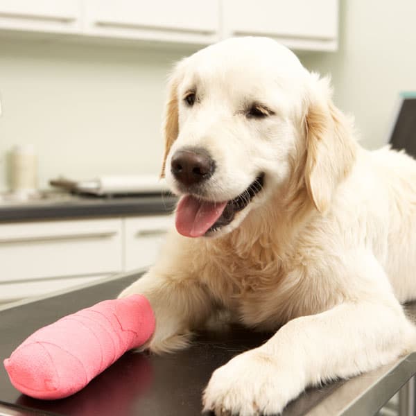 Cirugía veterinaria en Narón