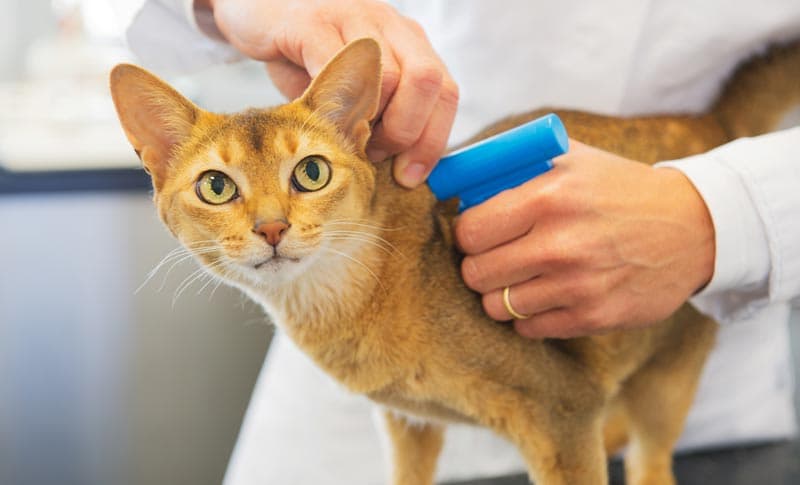  Colocación de microchip veterinaria en Narón