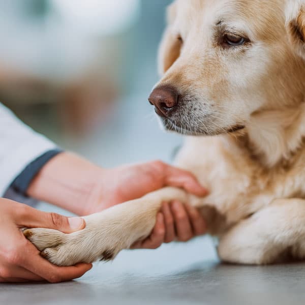 Clínica Veterinaria Narón