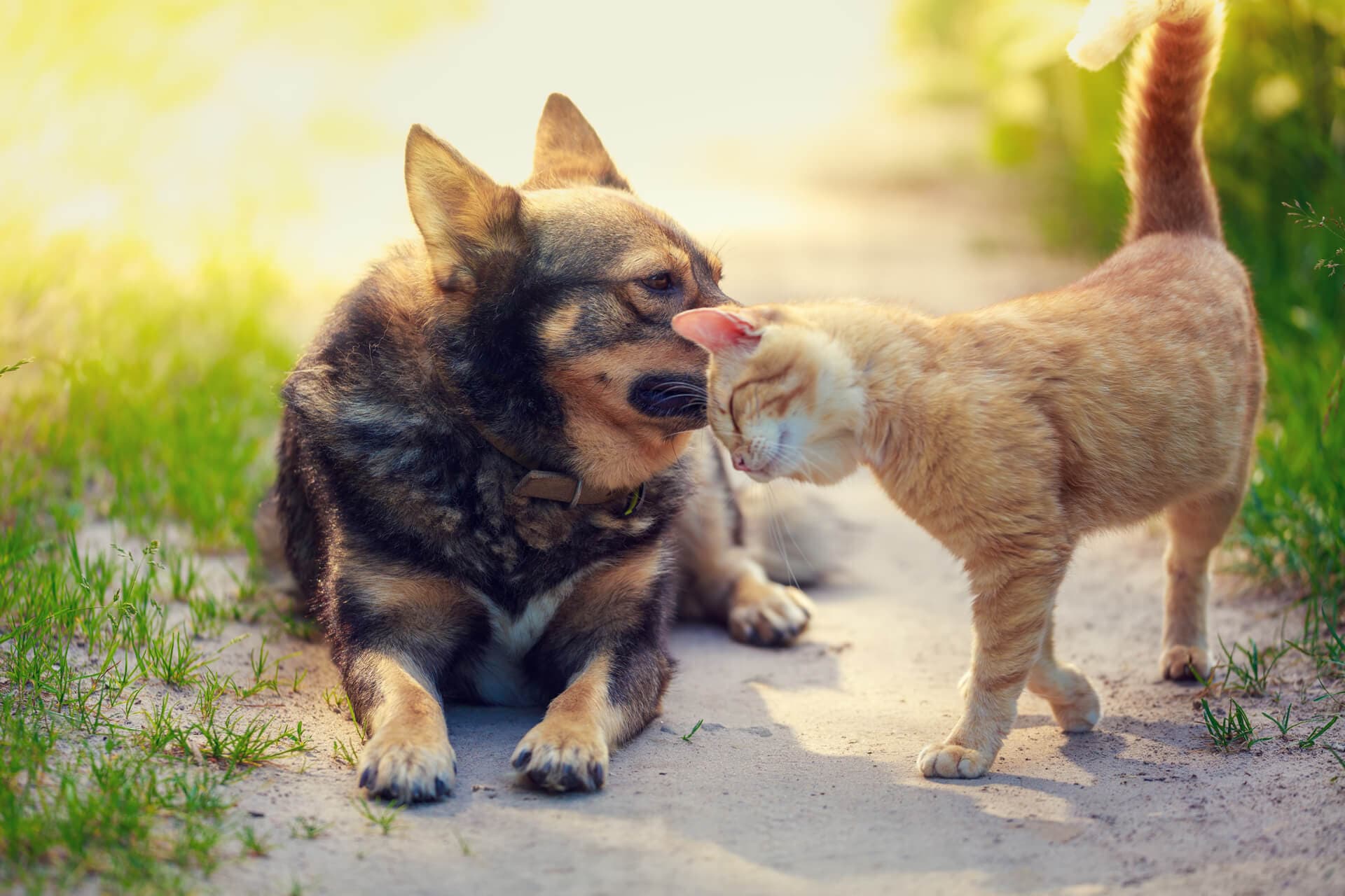 Los cuidados que los perros y gatos necesitan