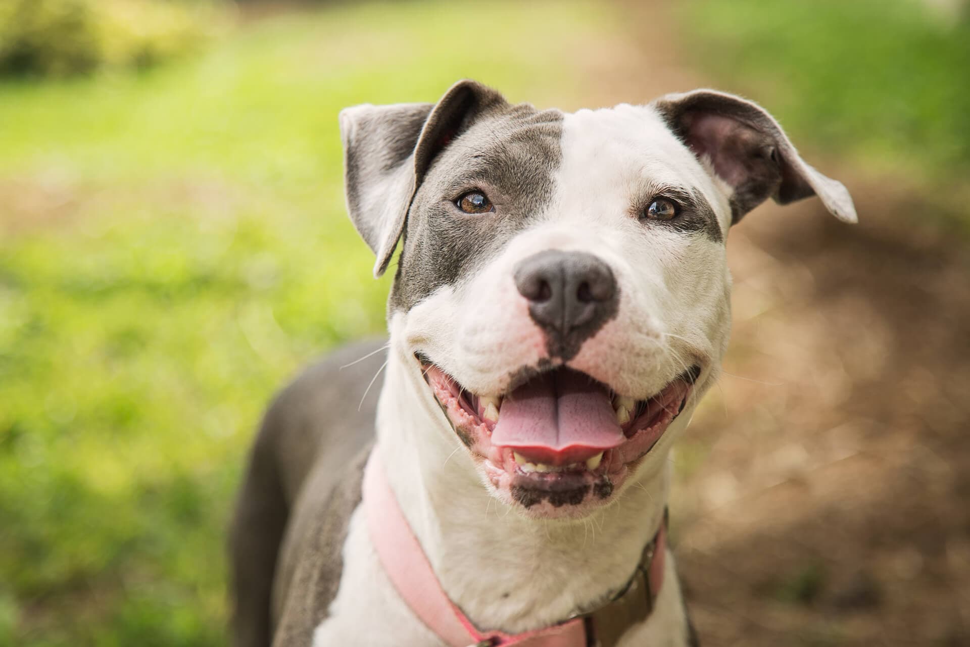 Desparasita mascotas clínica veterinaria en Narón