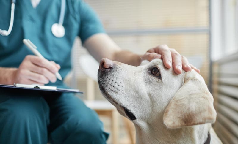  Ginecología y obstetricia veterinaria en Narón