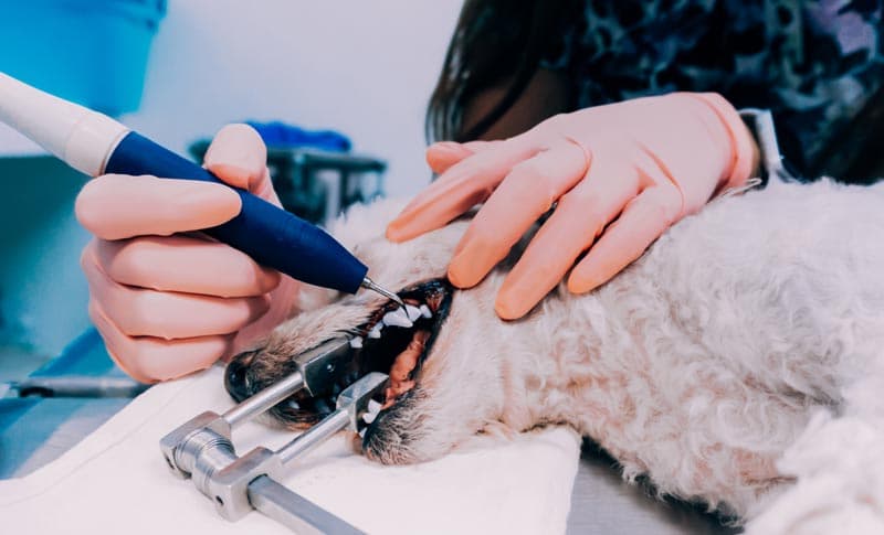 Operaciones que puede realizar nuestro cirujano veterinario en Narón