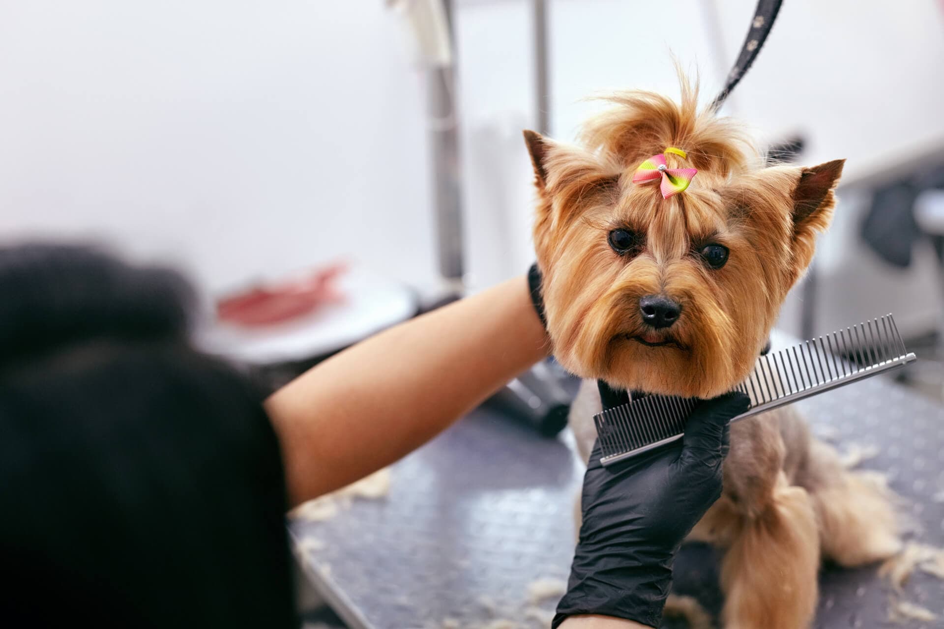 Peluquería perros y gatos Narón