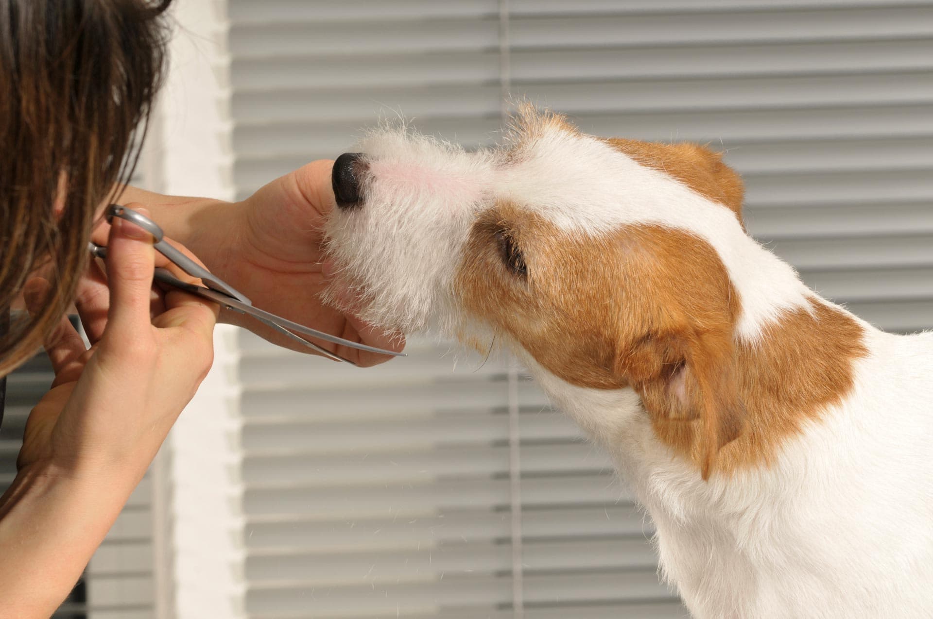 Servicios de peluquería canina en Narón