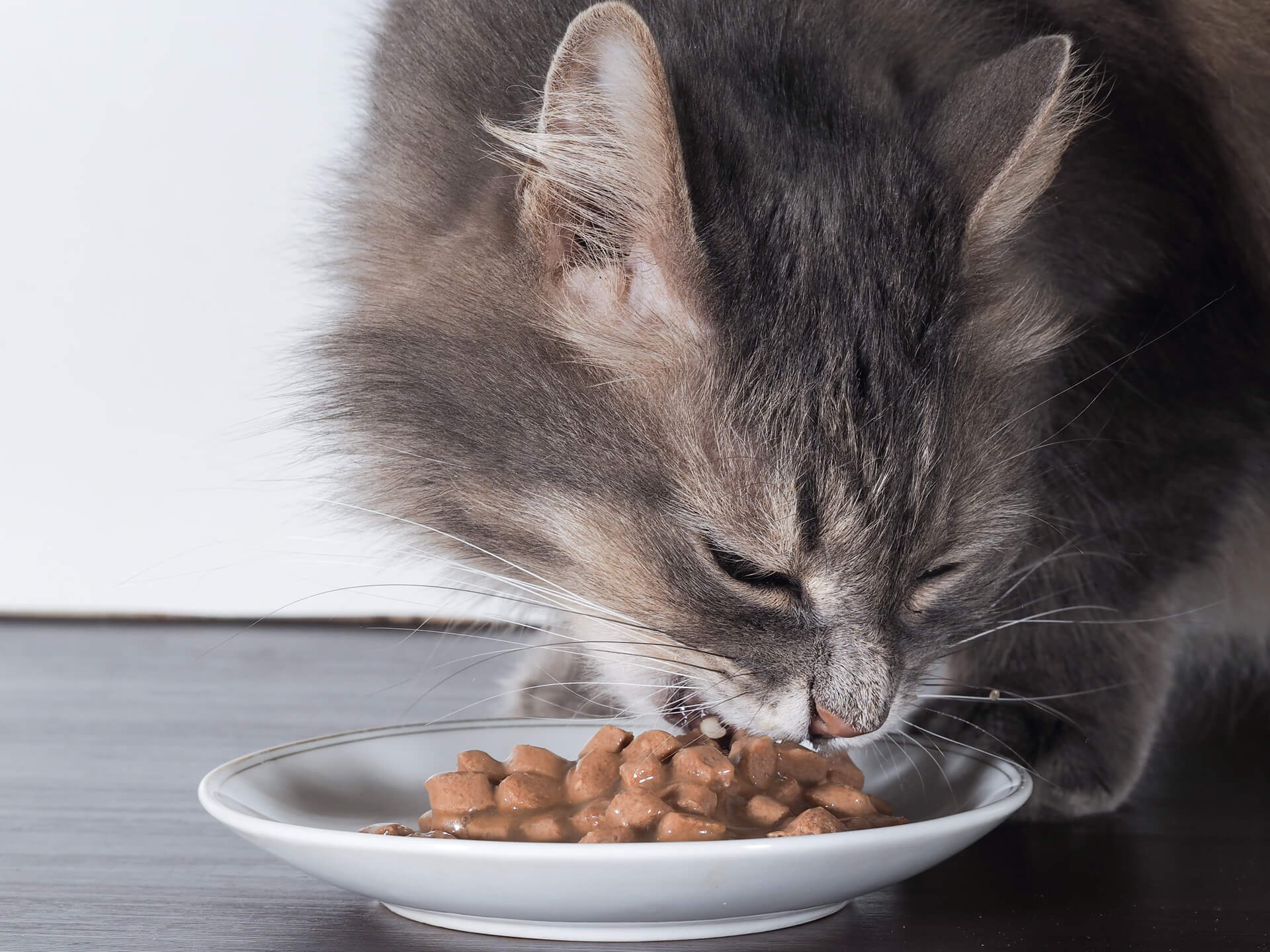 Piensos y productos de alimentación animal