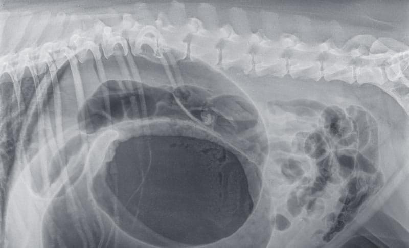  Radiología veterinaria en Narón