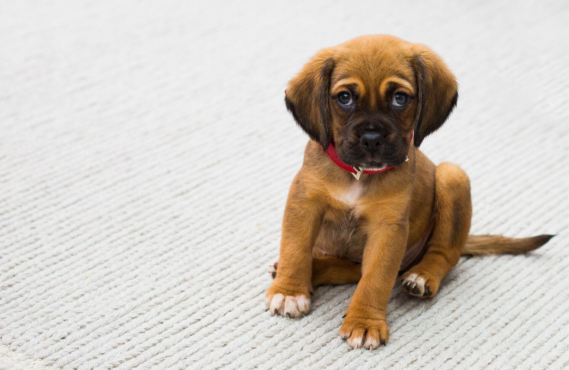  ¿Qué te ofrece nuestra peluquería canina y felina en Narón?