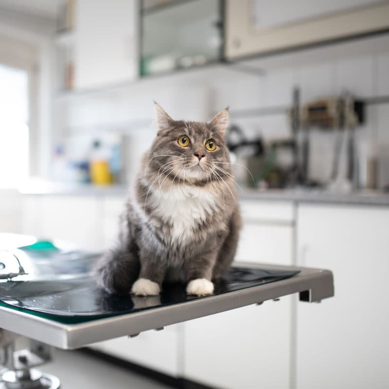 Servicios veterinarios en Narón