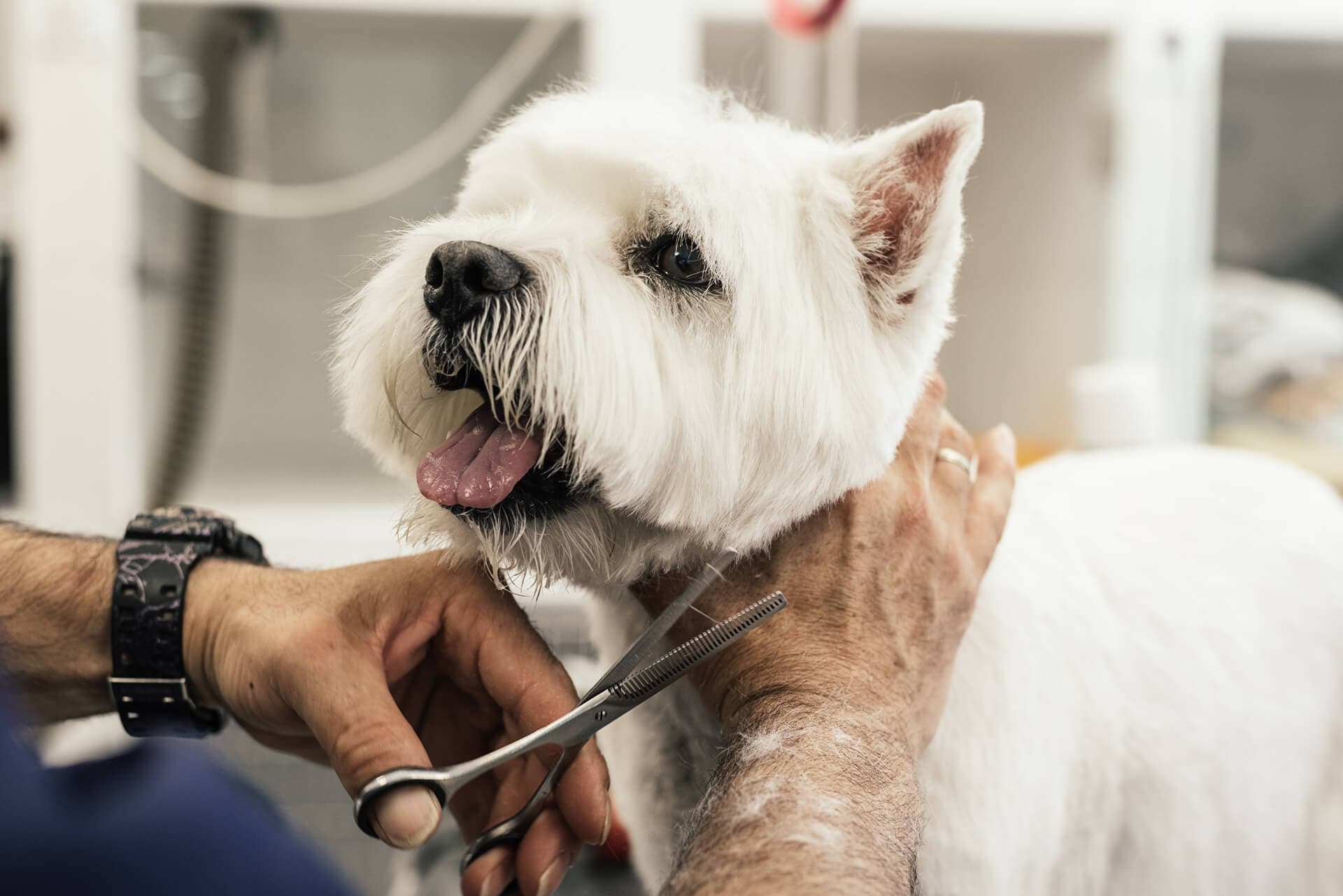 Corte pelo según la raza del perro en Narón