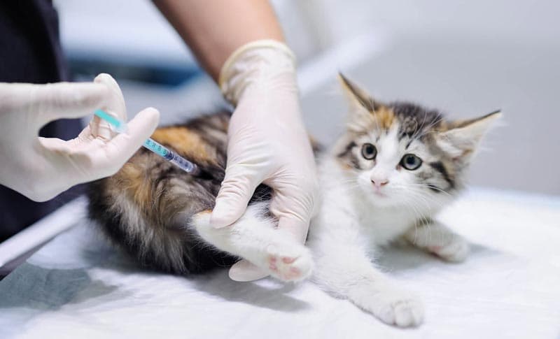 Vacunación veterinaria en Narón