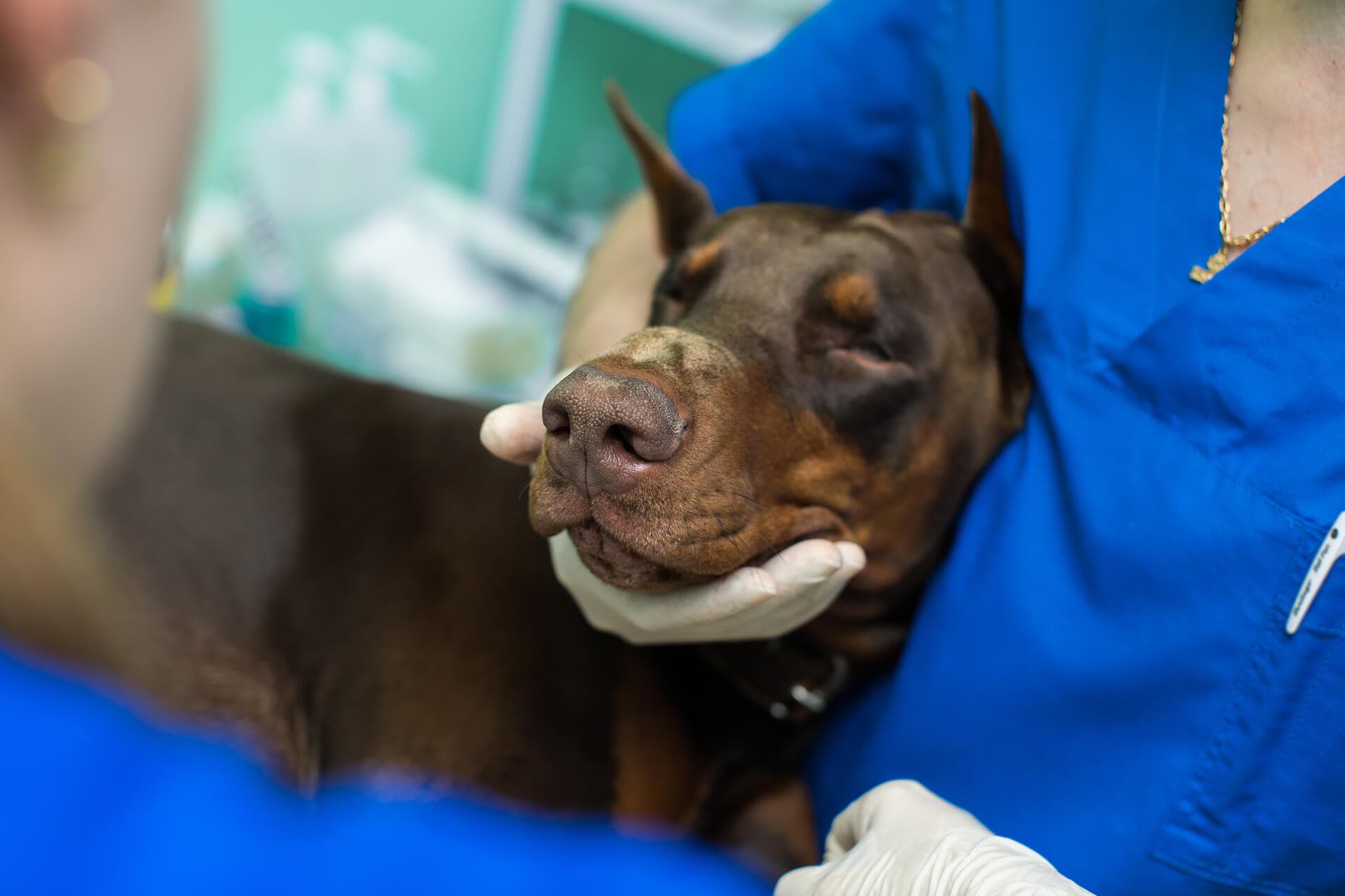 Veterinario urgencias 24 horas en Narón