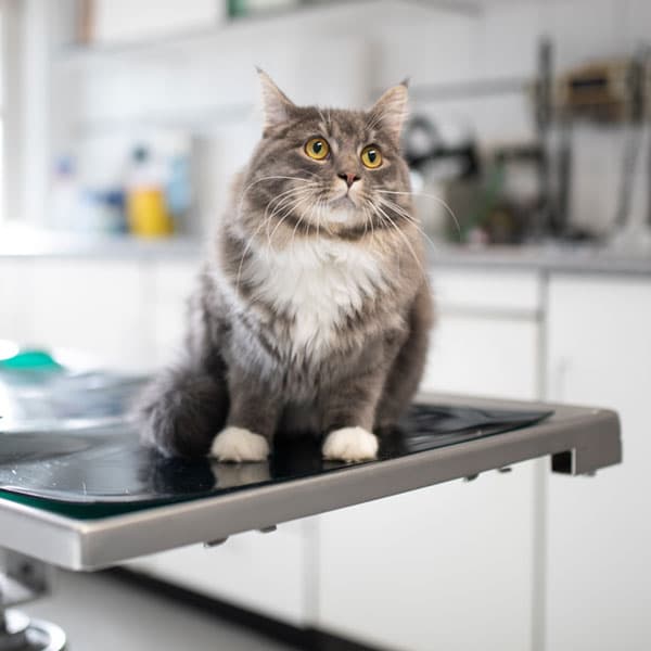 Atención veterinaria completa en Narón